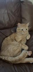 Lost Male Cat last seen Goss rd phelan ca, Phelan, CA 92371