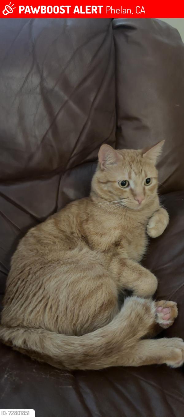 Lost Male Cat last seen Goss rd phelan ca, Phelan, CA 92371