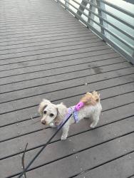 Lost Female Dog last seen Evergreen Wabash César Chávez soto , Los Angeles, CA 90023
