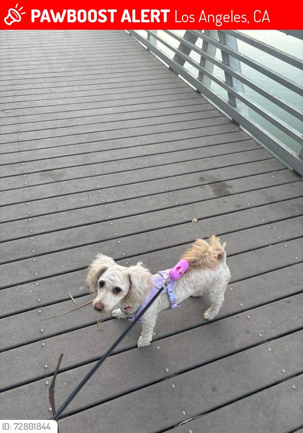 Lost Female Dog last seen Evergreen Wabash César Chávez soto , Los Angeles, CA 90023