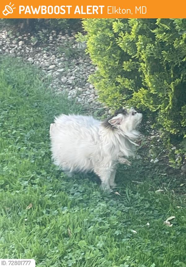 Found/Stray Unknown Cat last seen Elktom MD , Elkton, MD 21921