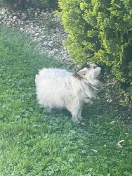 Found/Stray Unknown Cat last seen Elktom MD , Elkton, MD 21921