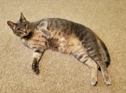 Lost Male Cat last seen Double Fork Rd, Rogers Pass, San Antonio, TX 78258