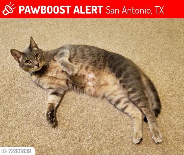 Lost Male Cat last seen Double Fork Rd, Rogers Pass, San Antonio, TX 78258