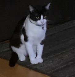 Lost Female Cat last seen Secdond street, Newport, AR 72112