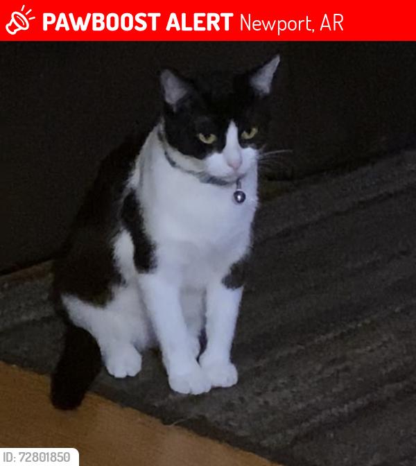 Lost Female Cat last seen Secdond street, Newport, AR 72112