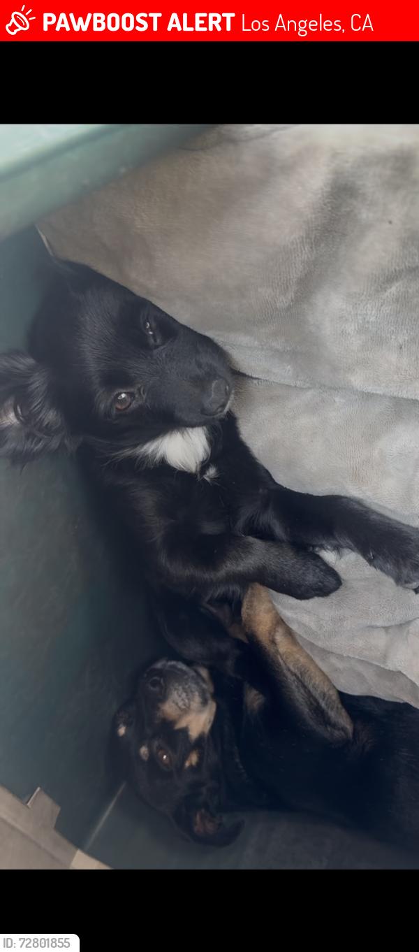 Lost Female Dog last seen Near Clybourn sun vally, Los Angeles, CA 91352