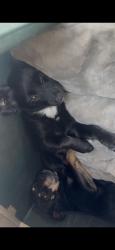 Lost Female Dog last seen Near Clybourn sun vally, Los Angeles, CA 91352