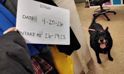 Found/Stray Male Dog last seen Frederick County Animal Control, Frederick, MD 21702