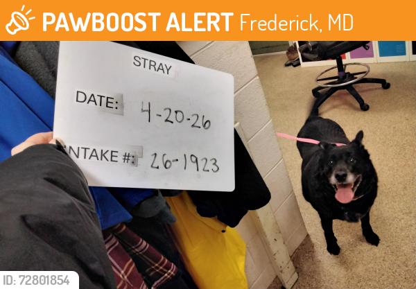 Found/Stray Male Dog last seen Frederick County Animal Control, Frederick, MD 21702