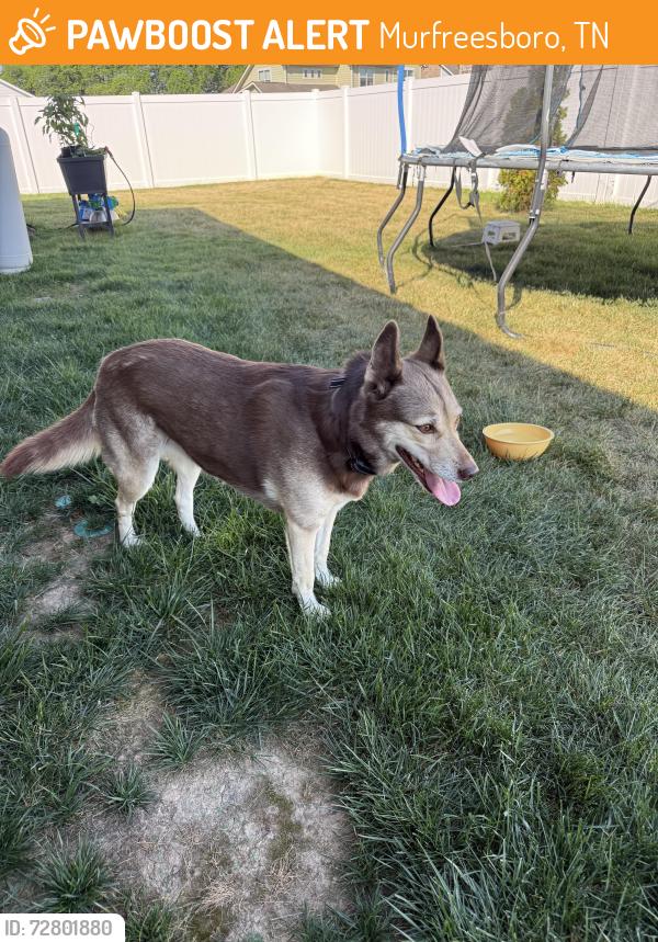Found/Stray Unknown Dog last seen Parkwood and Bullrush, Murfreesboro, TN 37128