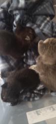 Found/Stray Unknown Cat last seen Perry rd, Bell Gardens, CA 90201