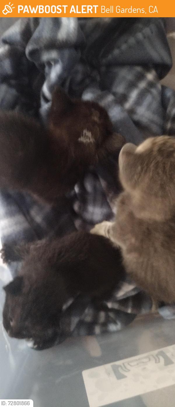 Found/Stray Unknown Cat last seen Perry rd, Bell Gardens, CA 90201