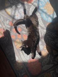 Lost Female Cat last seen Across the street from redbank elementary school, Chattanooga, TN 37405