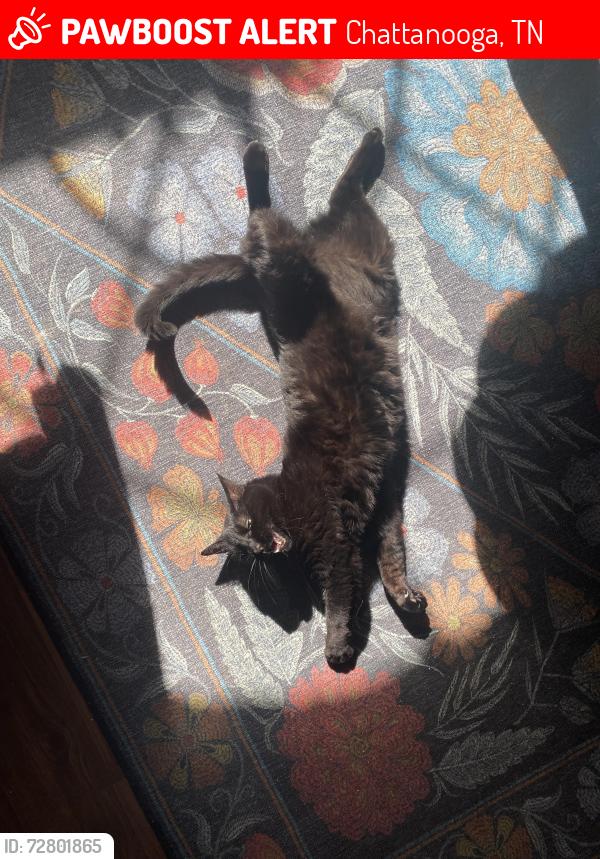 Lost Female Cat last seen Across the street from redbank elementary school, Chattanooga, TN 37405