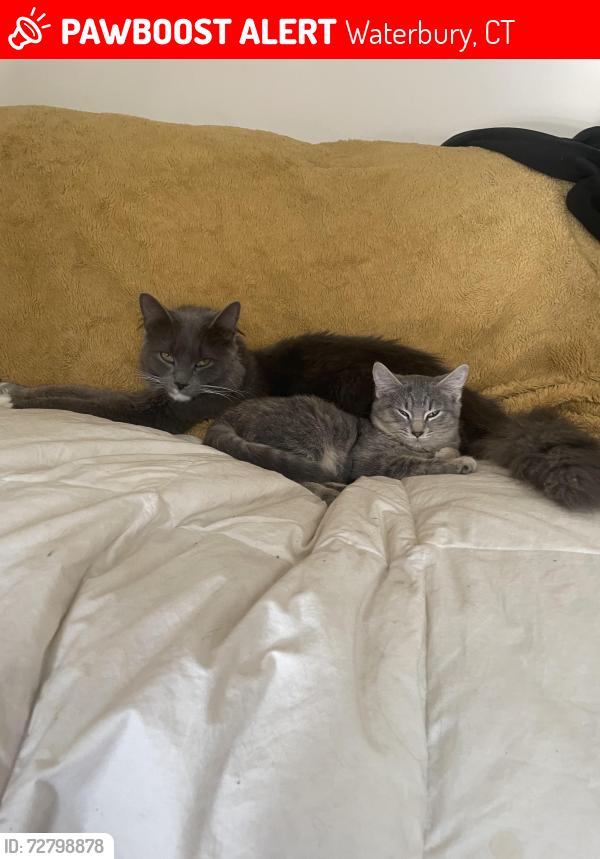 Lost Male Cat last seen Near Chestnut ave, or someone has taken him in, Waterbury, CT 06710