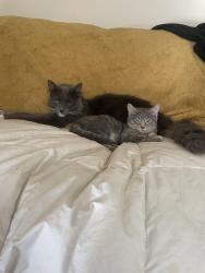 Lost Male Cat last seen Near Chestnut ave, or someone has taken him in, Waterbury, CT 06710