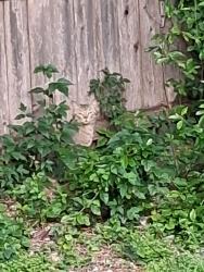 Found/Stray Unknown Cat last seen Seen in my yard, Waco, TX 76708