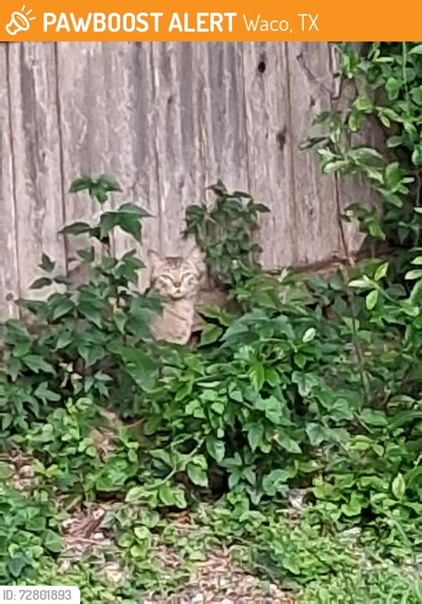 Found/Stray Unknown Cat last seen Seen in my yard, Waco, TX 76708