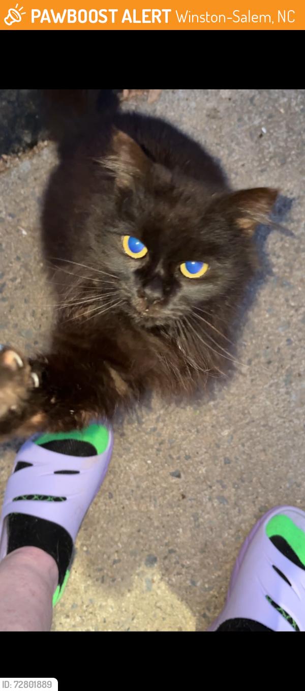 Found/Stray Unknown Cat last seen Stratford Atwood, Winston-Salem, NC 27103