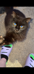 Found/Stray Unknown Cat last seen Stratford Atwood, Winston-Salem, NC 27103