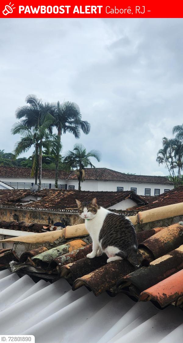 Lost Female Cat last seen Rua Colibri, n 31, Caborê, RJ 23970-000