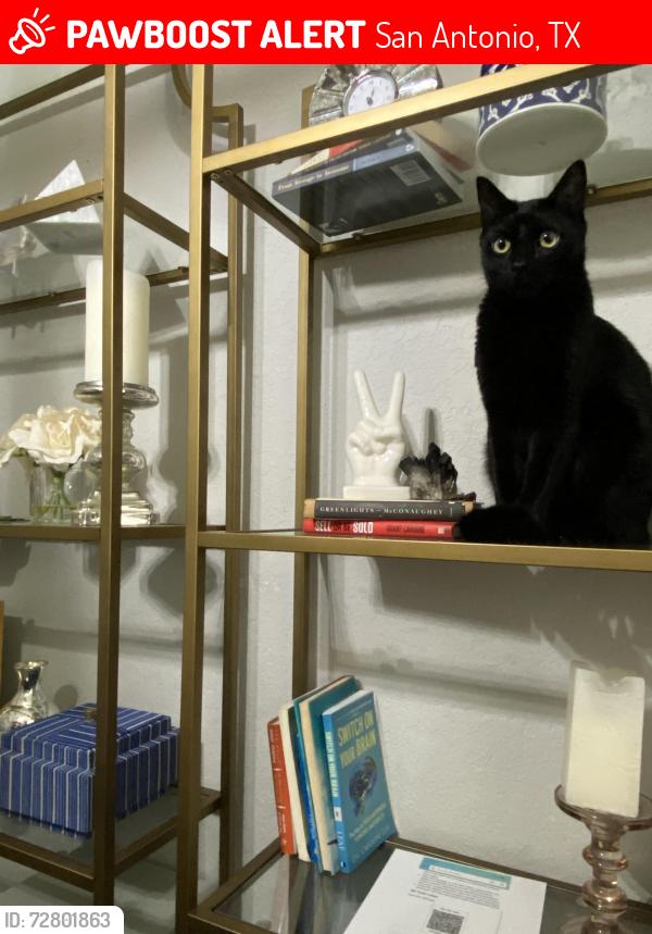 Lost Male Cat last seen Queens Forest , San Antonio, TX 78230