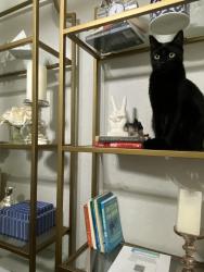 Lost Male Cat last seen Queens Forest , San Antonio, TX 78230