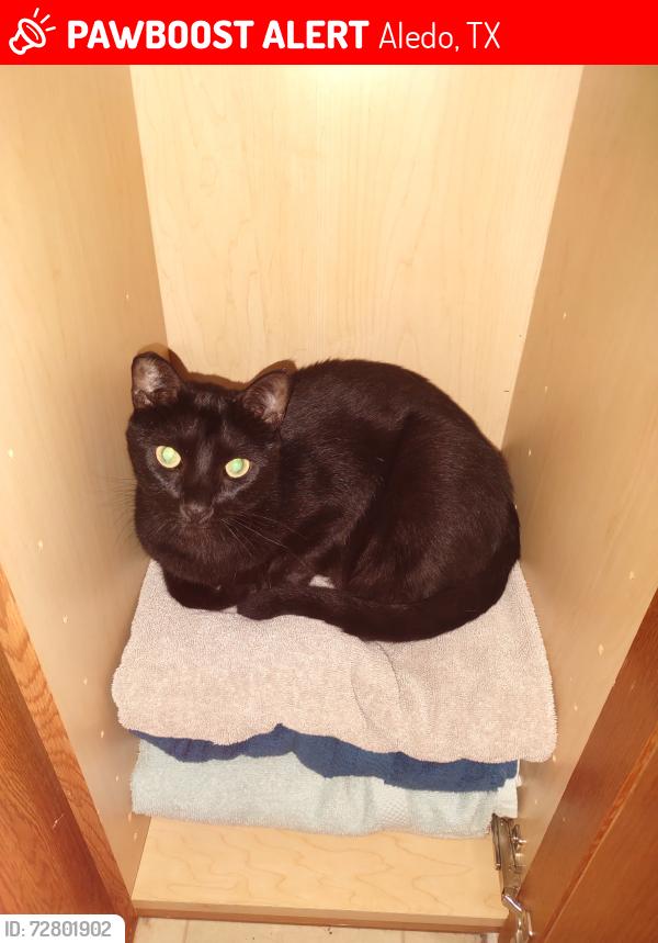 Lost Female Cat last seen Rolling hills dr. And Chestnut, Aledo, TX 76008