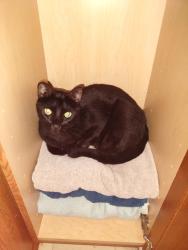 Lost Female Cat last seen Rolling hills dr. And Chestnut, Aledo, TX 76008