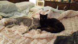 Lost Female Cat last seen Sw Curry St. and Sw Lucero dr, Port St. Lucie, FL 34983