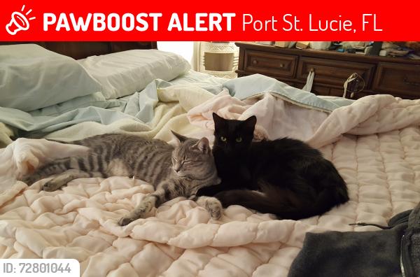 Lost Female Cat last seen Sw Curry St. and Sw Lucero dr, Port St. Lucie, FL 34983