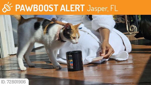 Found/Stray Unknown Cat last seen my farm, Jasper, FL 32052