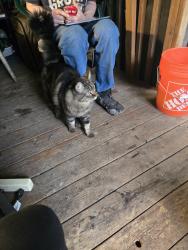 Found/Stray Male Cat last seen Halliday Rd and Little Hanaford, Centralia, WA 98531