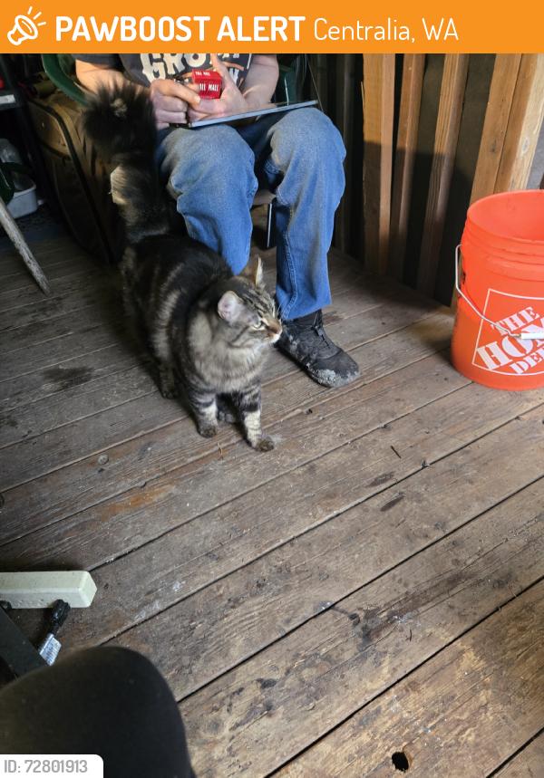 Found/Stray Male Cat last seen Halliday Rd and Little Hanaford, Centralia, WA 98531