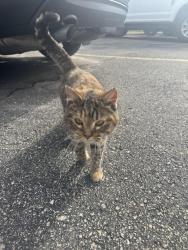 Found/Stray Female Cat last seen Kwik Trip, Rochester, MN 55901