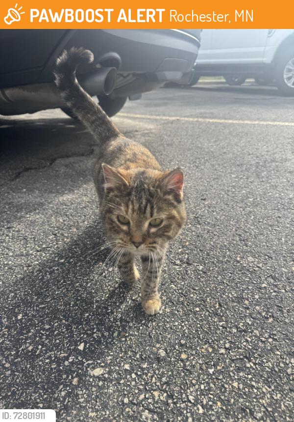 Found/Stray Female Cat last seen Kwik Trip, Rochester, MN 55901