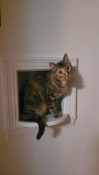 Lost Female Cat last seen Iowa st and Flood in Norman OK, Norman, OK 73069