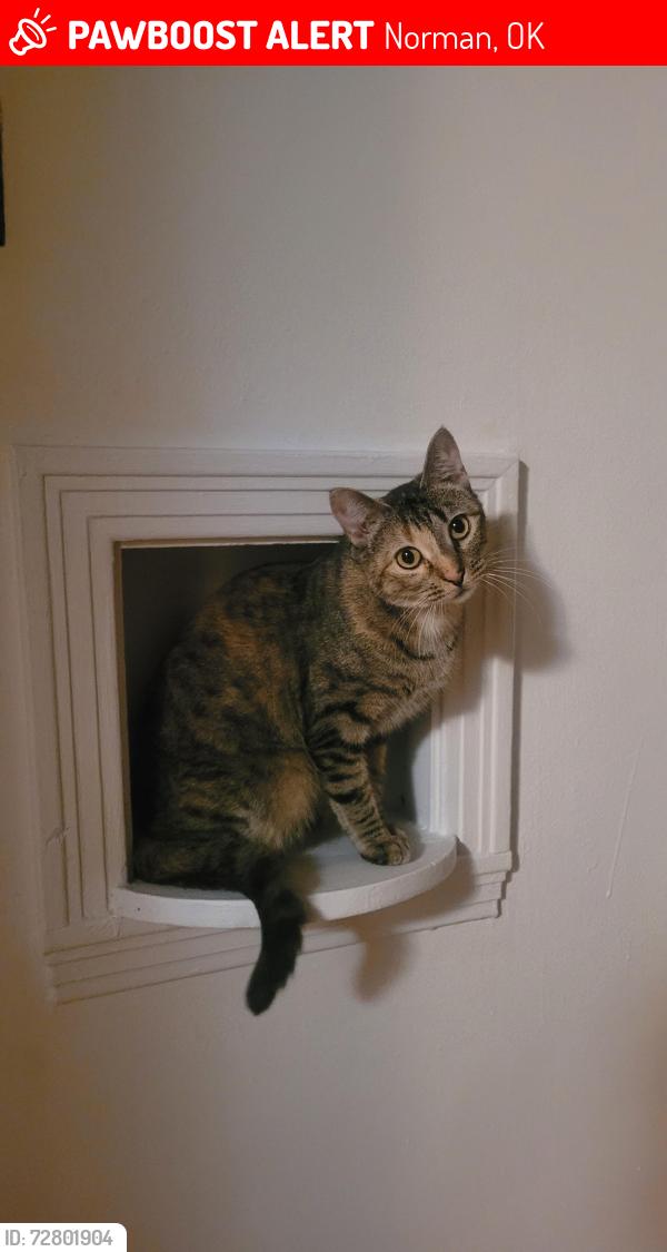Lost Female Cat last seen Iowa st and Flood in Norman OK, Norman, OK 73069