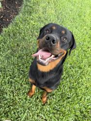 Found/Stray Male Dog last seen Near , Houston, TX 77073