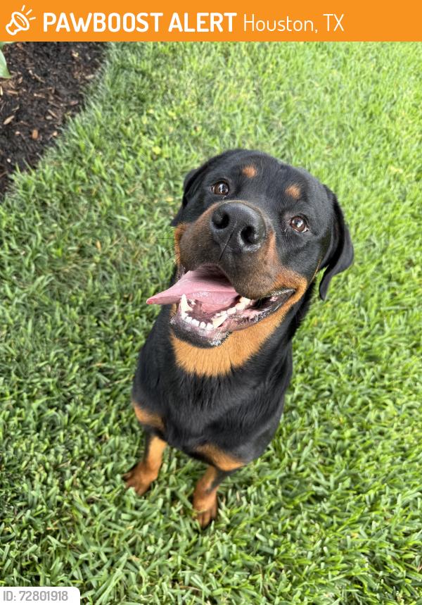Found/Stray Male Dog last seen Near , Houston, TX 77073