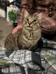 Found/Stray Male Cat last seen Stratton Farms Rd, Suffield, CT 06093