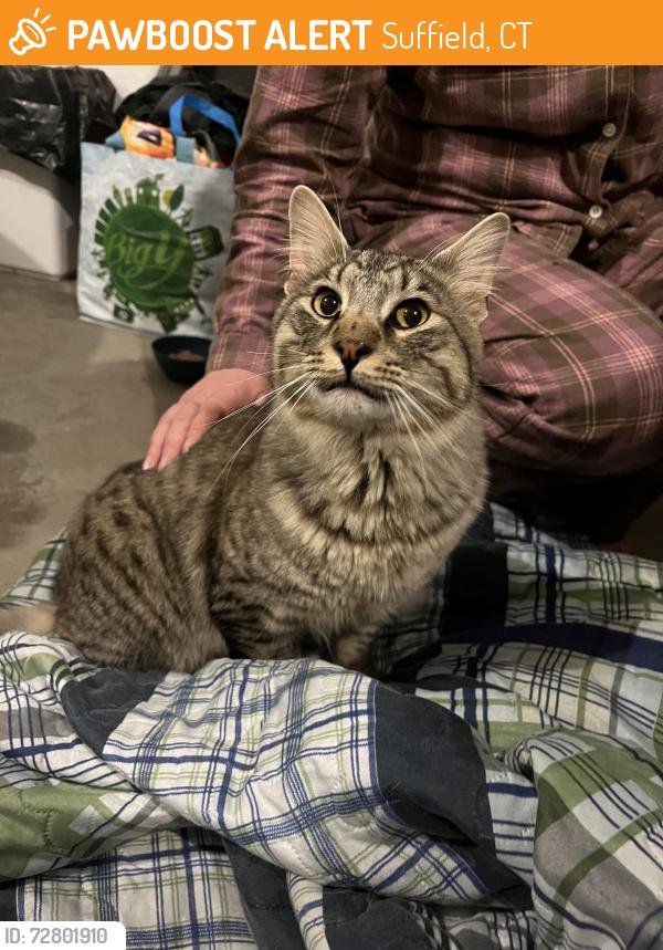 Found/Stray Male Cat last seen Stratton Farms Rd, Suffield, CT 06093