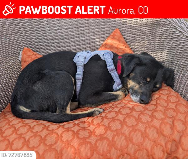 Lost Male Dog last seen Tower and Colfax, Aurora, CO 80011