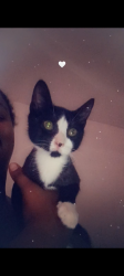 Lost Male Cat last seen Atlantic Blvd , Pompano Beach, FL 33060