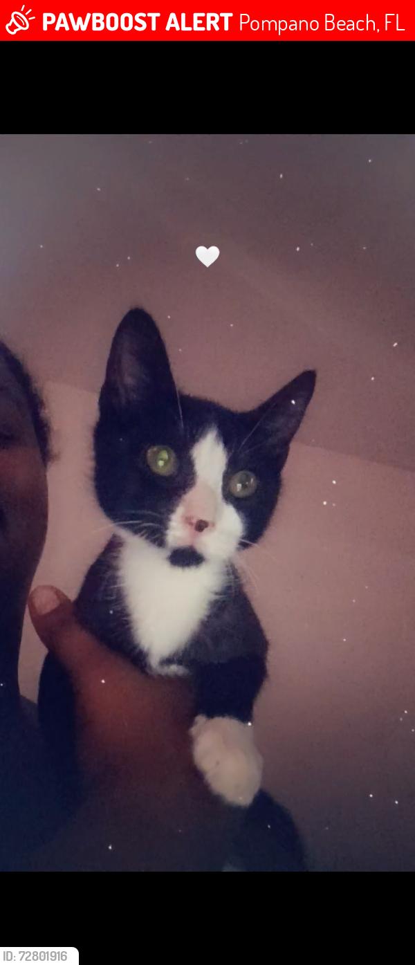Lost Male Cat last seen Atlantic Blvd , Pompano Beach, FL 33060