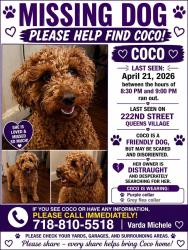 Lost Female Dog last seen UBS Arena Area, Queens, NY 11429