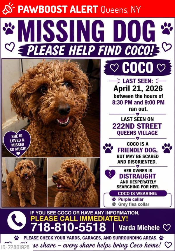 Lost Female Dog last seen UBS Arena Area, Queens, NY 11429