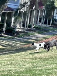 Found/Stray Female Dog last seen Shepherd road, Chattanooga, TN 37421