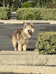Found/Stray Unknown Dog last seen Near E Duarte Rd, Arcadia, CA, 91006, Arcadia, CA 91006